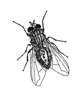 8. Fliege